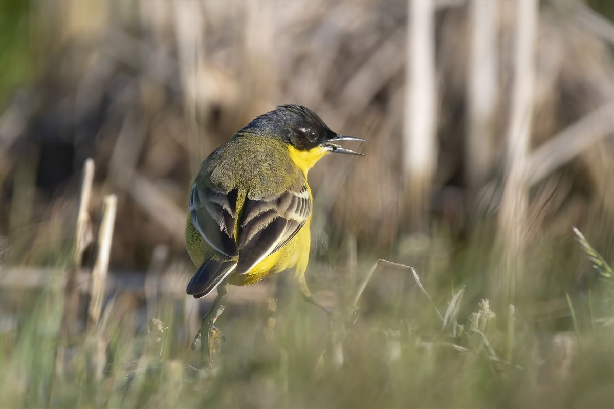 Western Yellow Wagtail