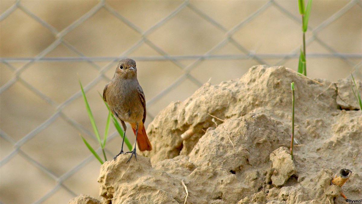 Black Redstart