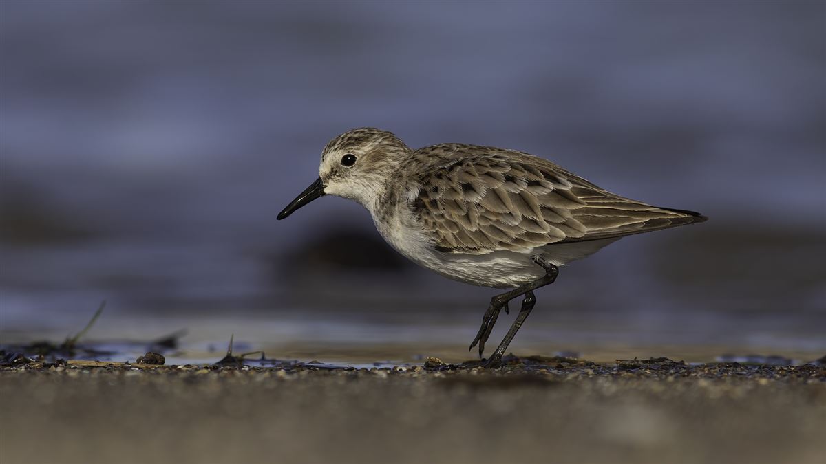 Little Stint