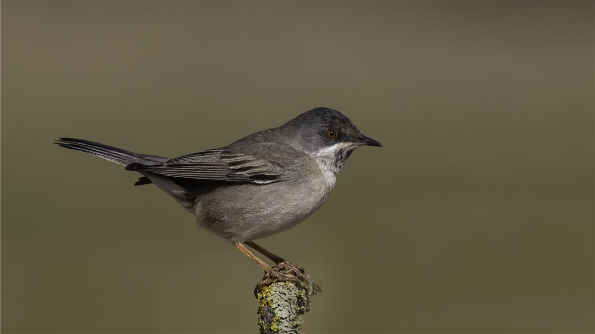 Rüppell`s Warbler
