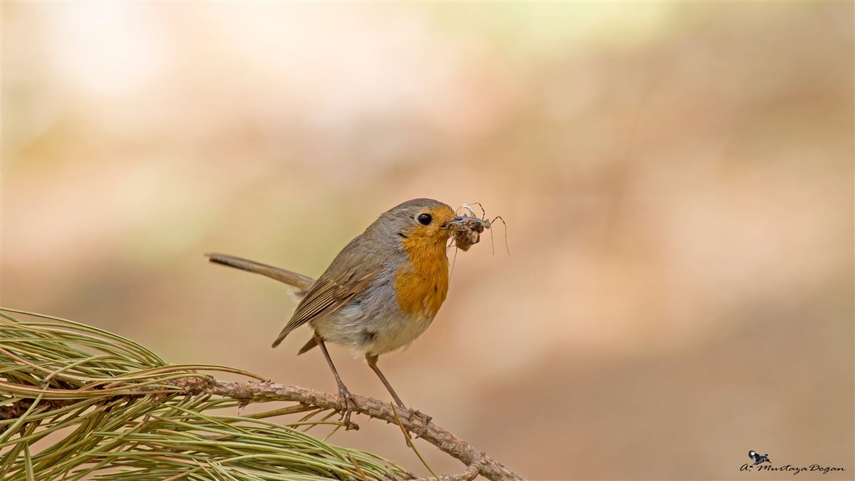 European Robin
