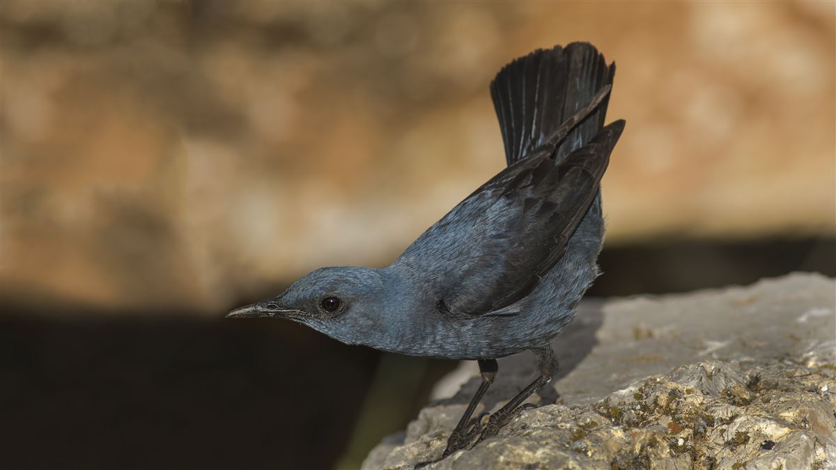 Blue Rock Thrush