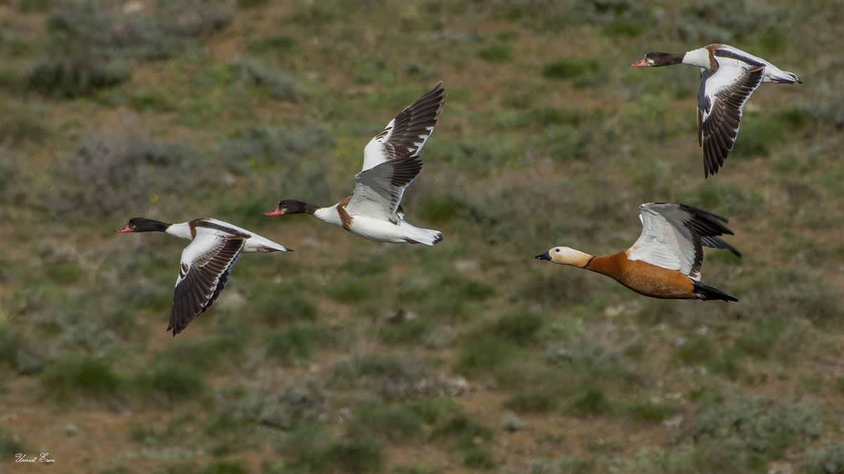 Common Shelduck