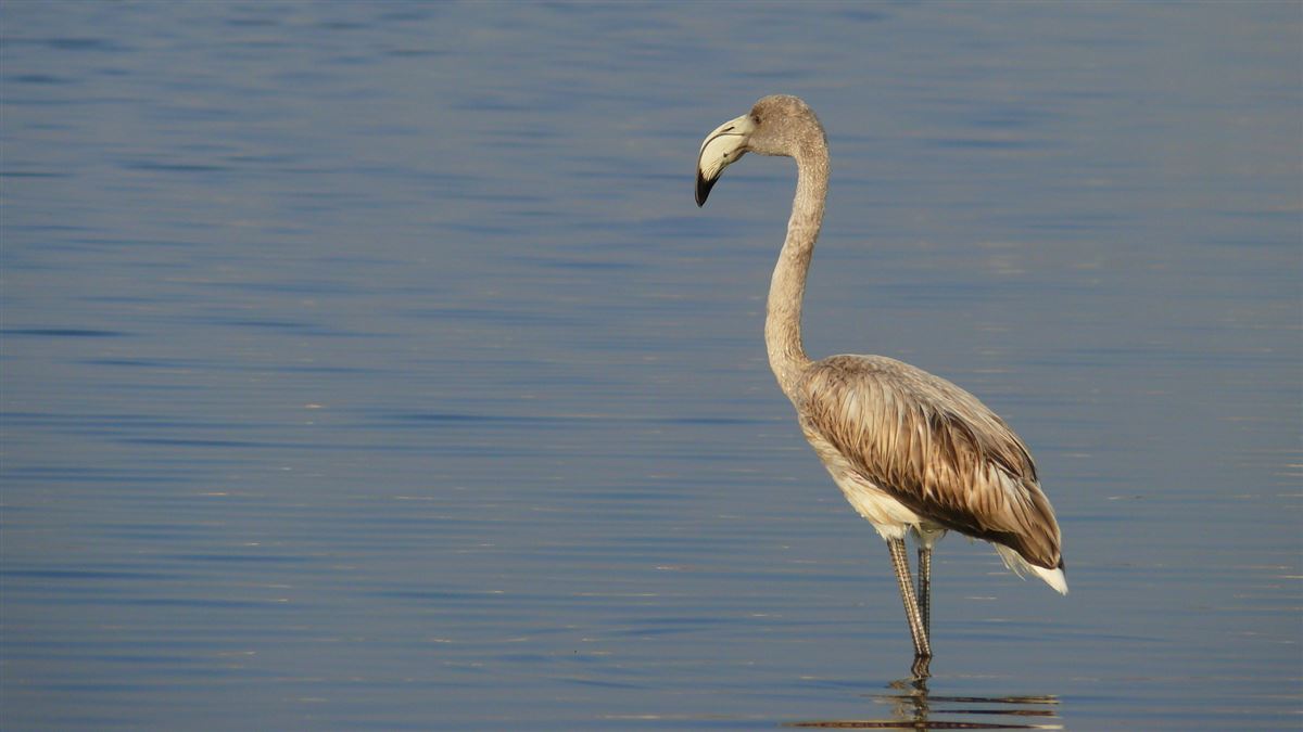 Greater Flamingo