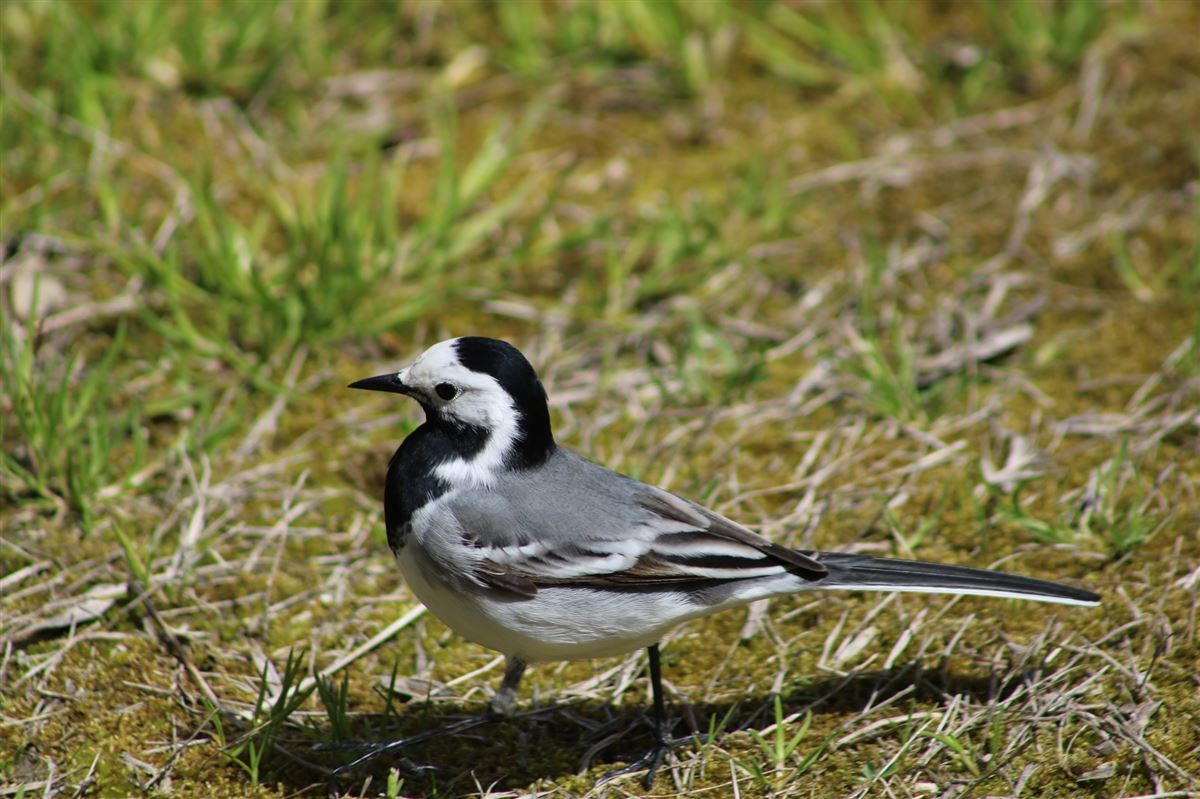 White Wagtail