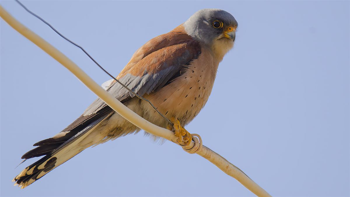 Lesser Kestrel