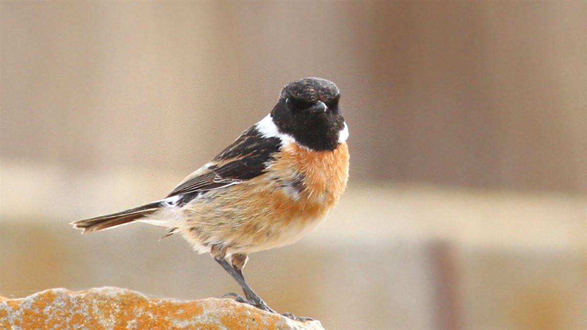 European Stonechat