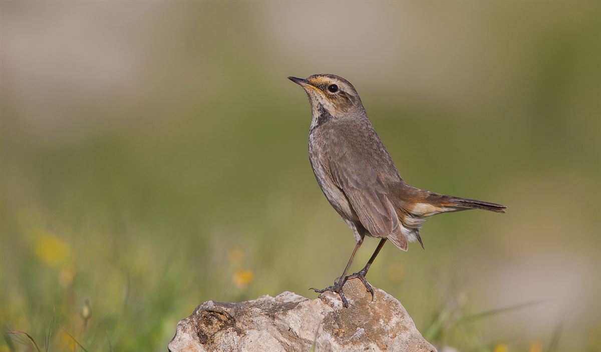 Bluethroat