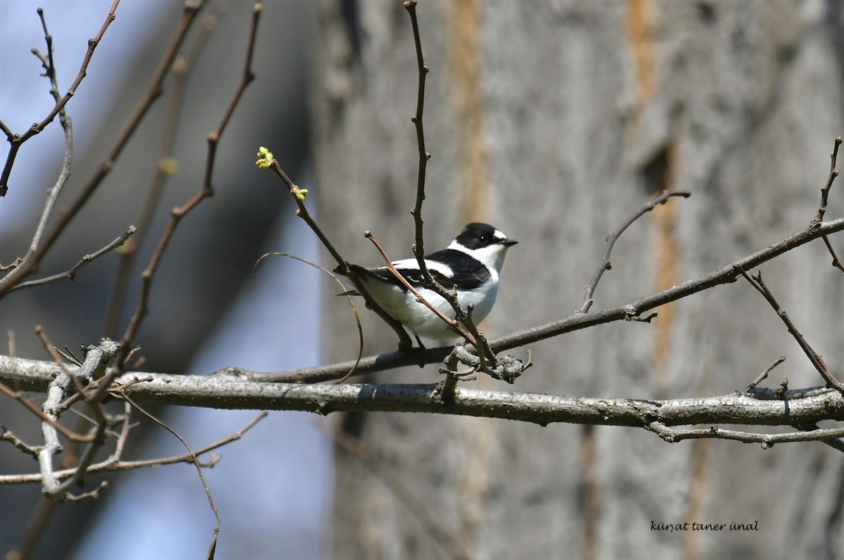 Collared Flycatcher