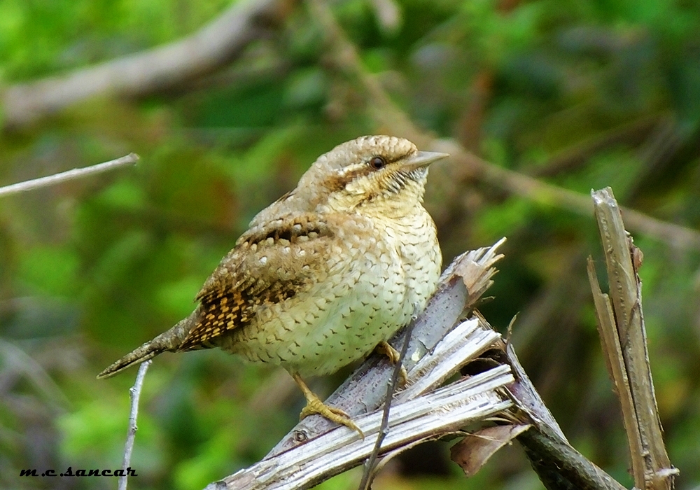 Eurasian Wryneck