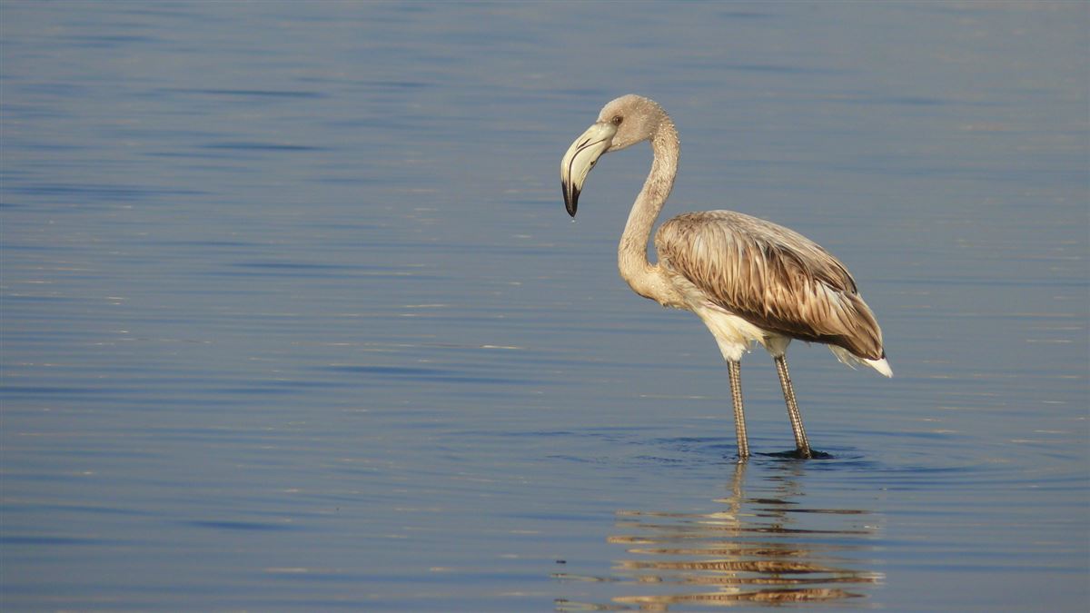 Greater Flamingo