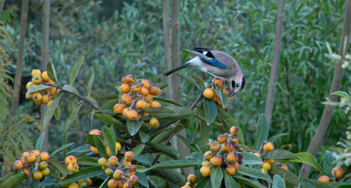 Eurasian Jay