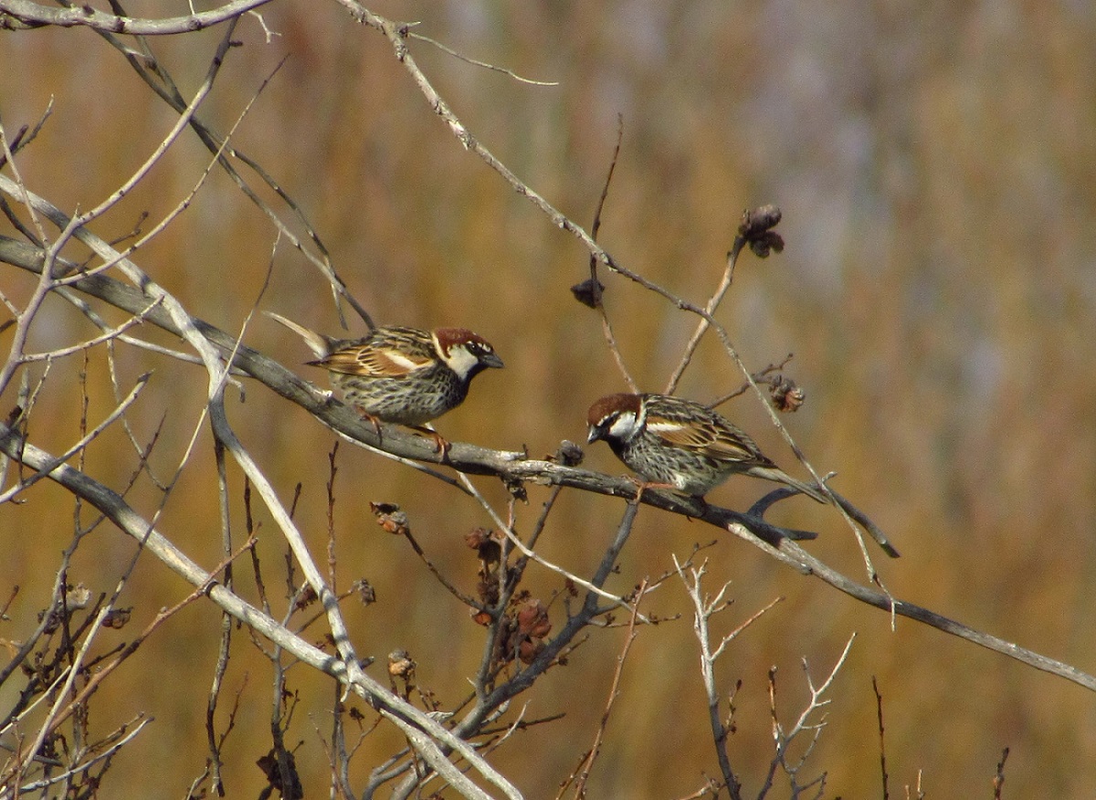 Spanish Sparrow