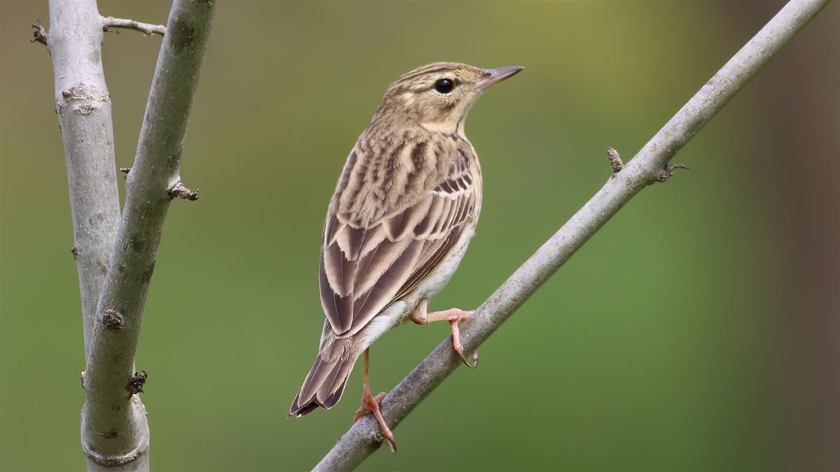 Tree Pipit