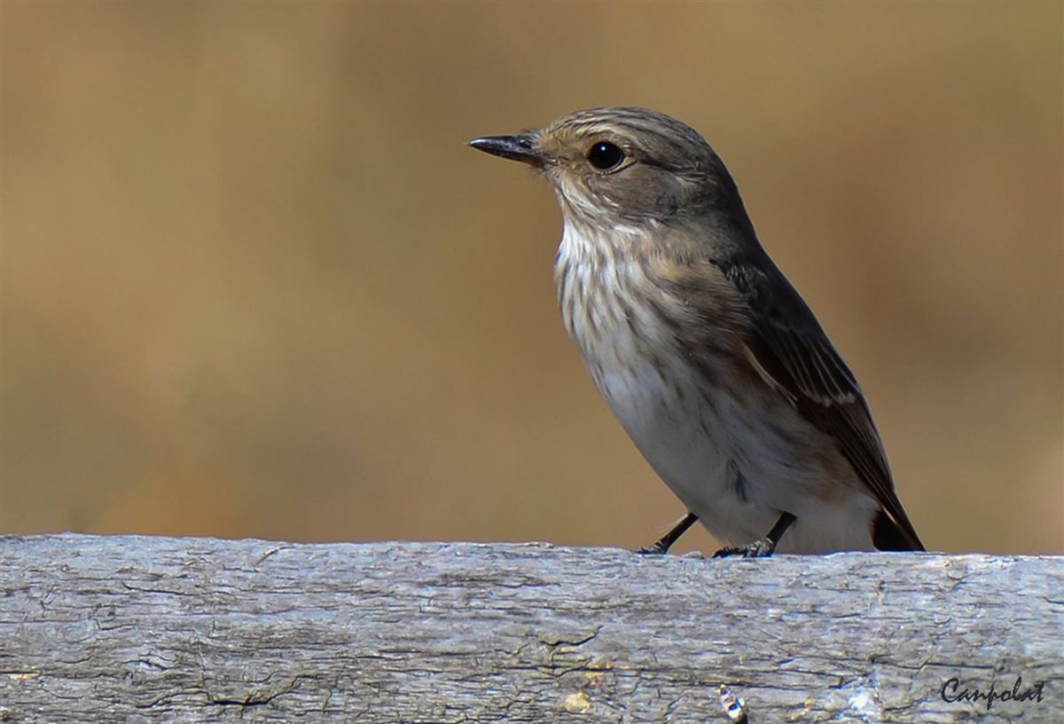 Spotted Flycatcher
