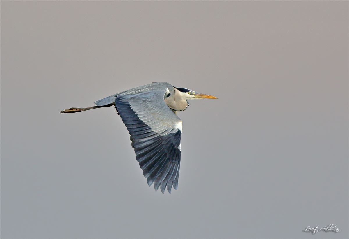 Grey Heron