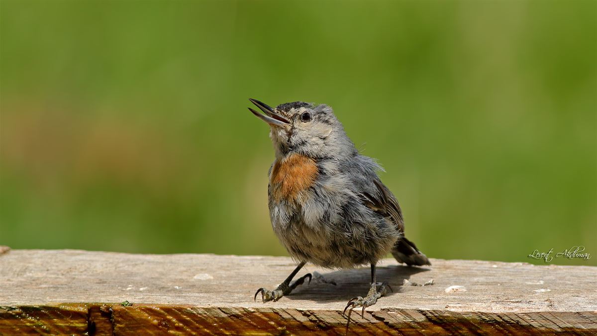 Krüper`s Nuthatch