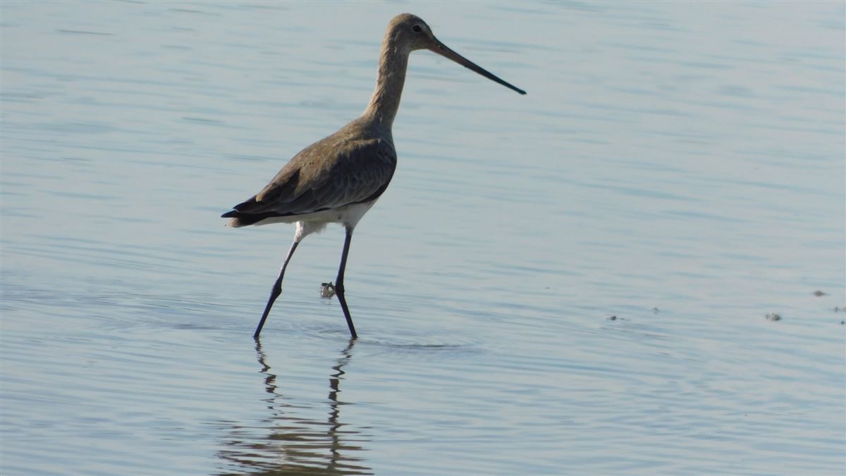 Black-tailed Godwit