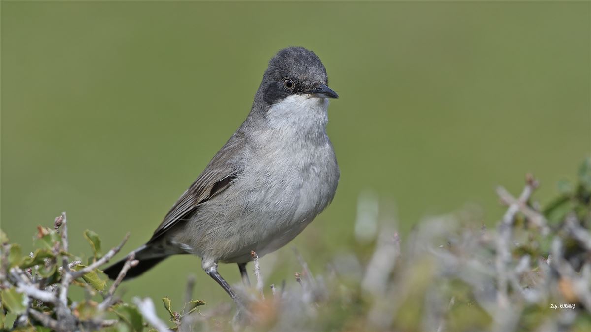 Eastern Orphean Warbler