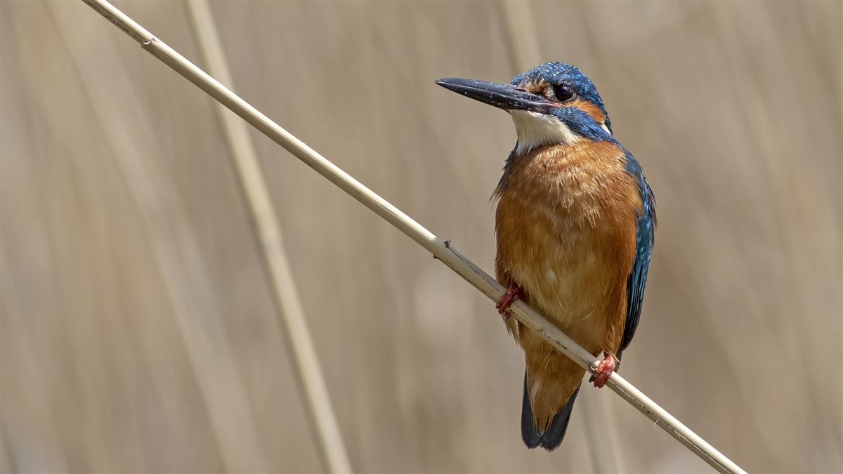 Common Kingfisher
