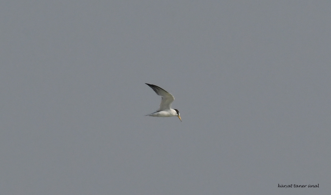 Little Tern