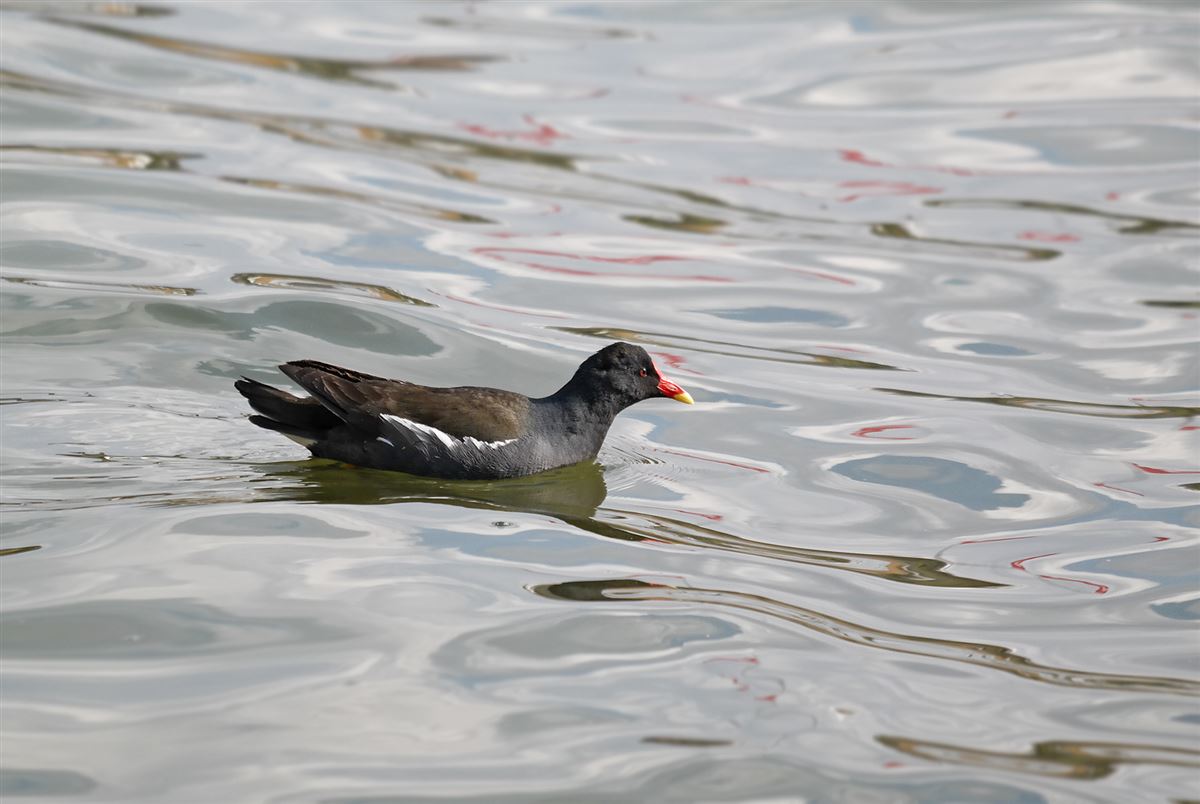 Common Moorhen