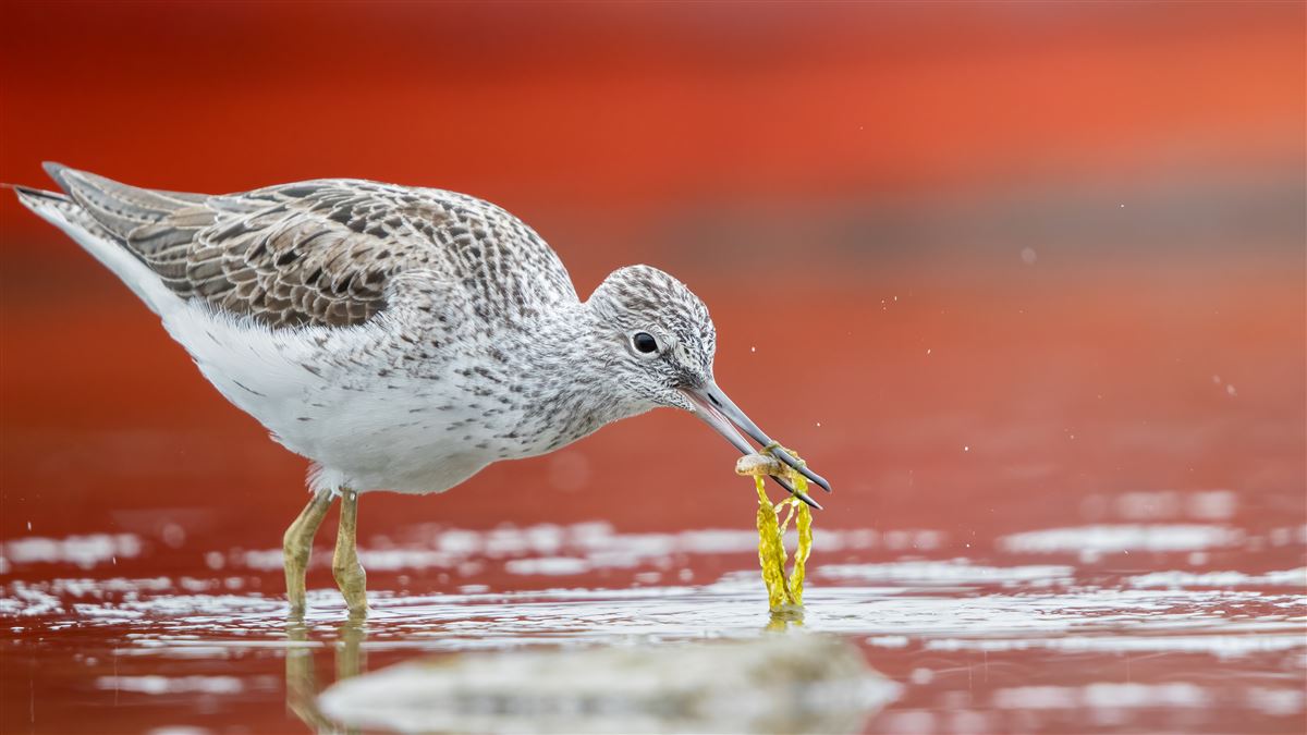 Common Greenshank