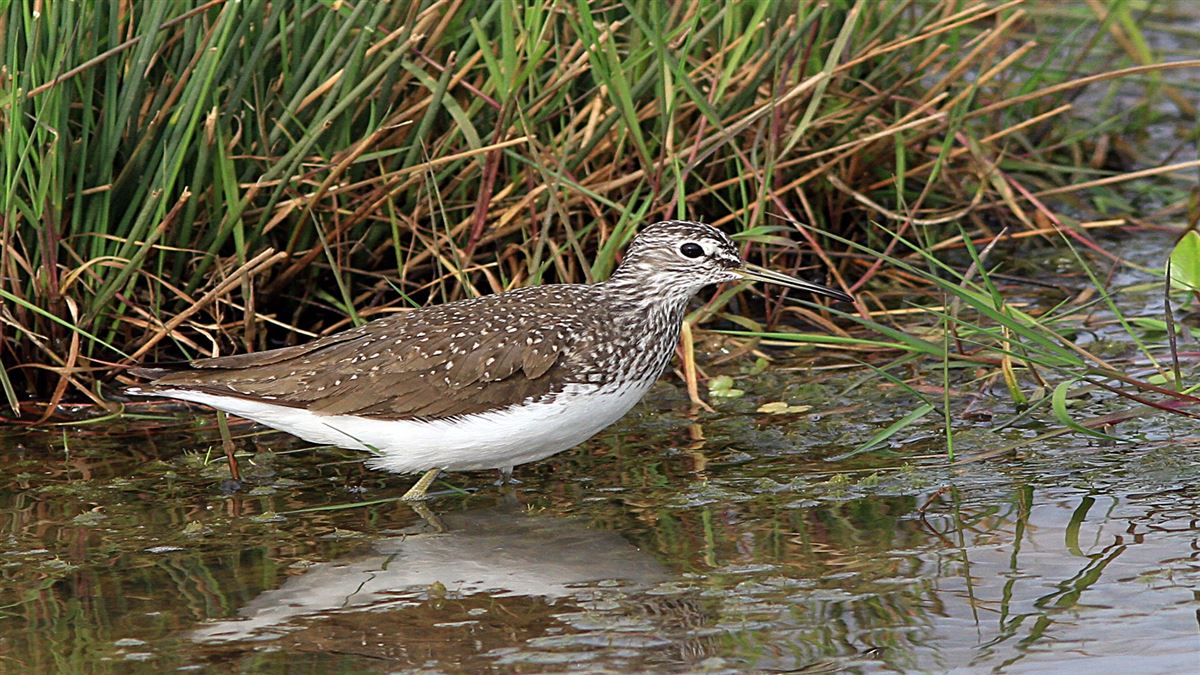 Green Sandpiper