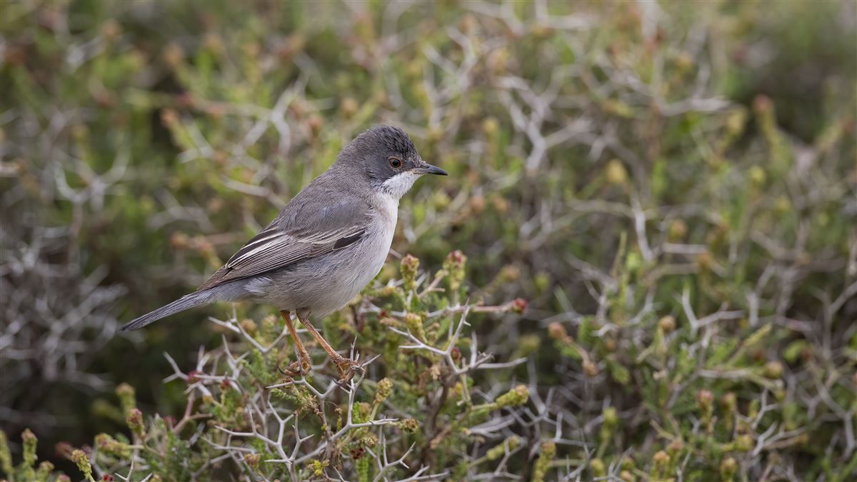 Rüppell`s Warbler