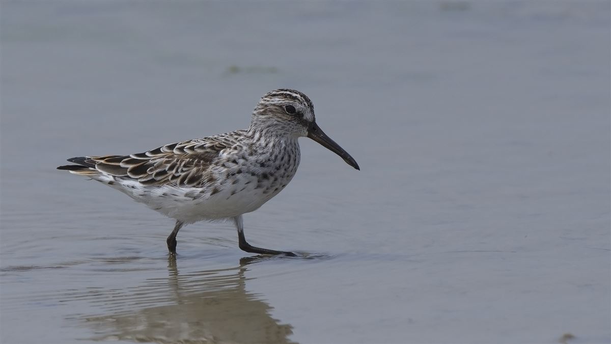 Broad-billed Sandpiper