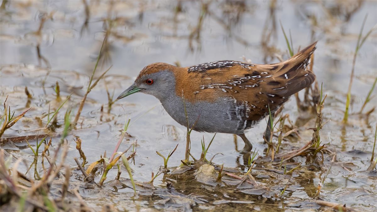 Baillon`s Crake
