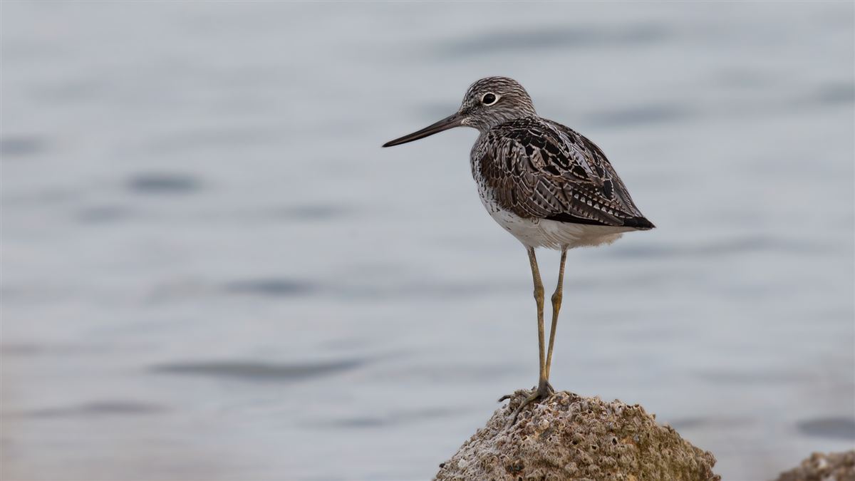 Common Greenshank
