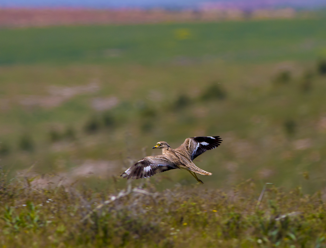 Eurasian Stone-curlew