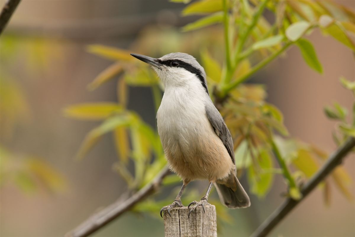 Western Rock Nuthatch