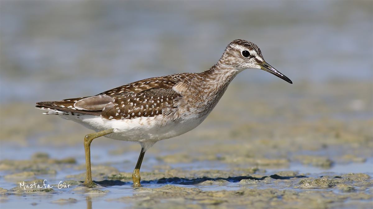 Wood Sandpiper