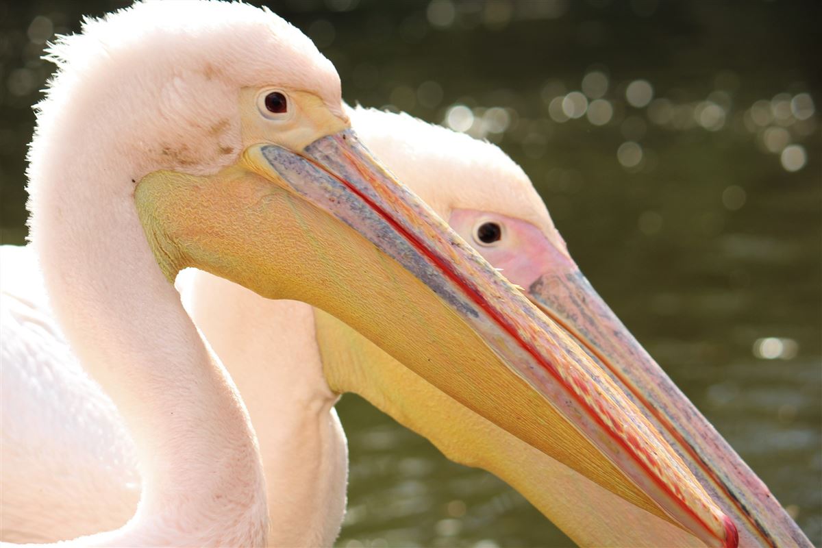 Great White Pelican