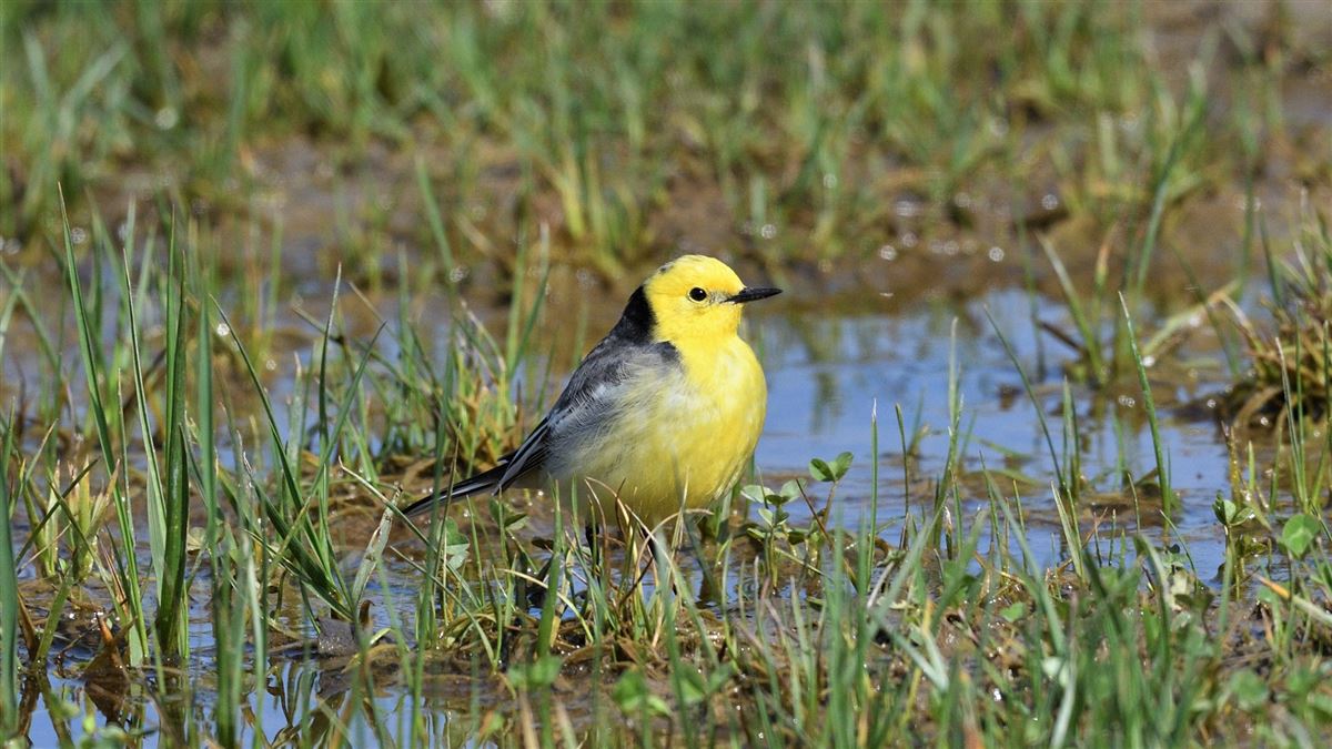 Citrine Wagtail