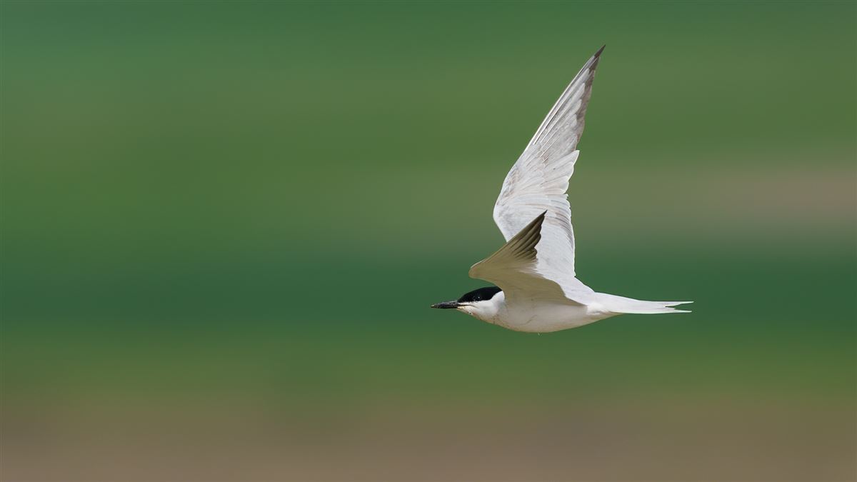 Gull-billed Tern