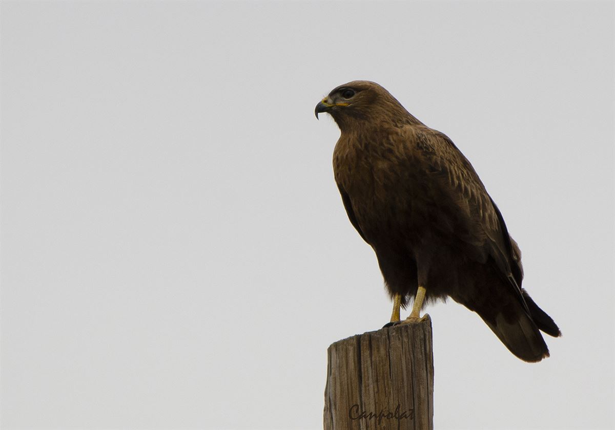 Long-legged Buzzard
