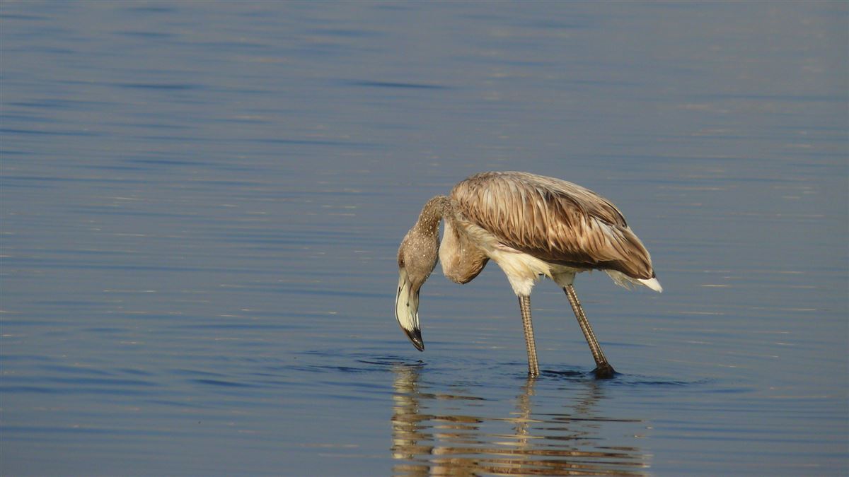 Greater Flamingo