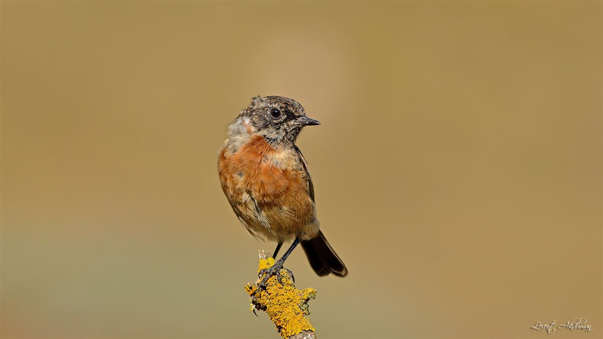 European Stonechat