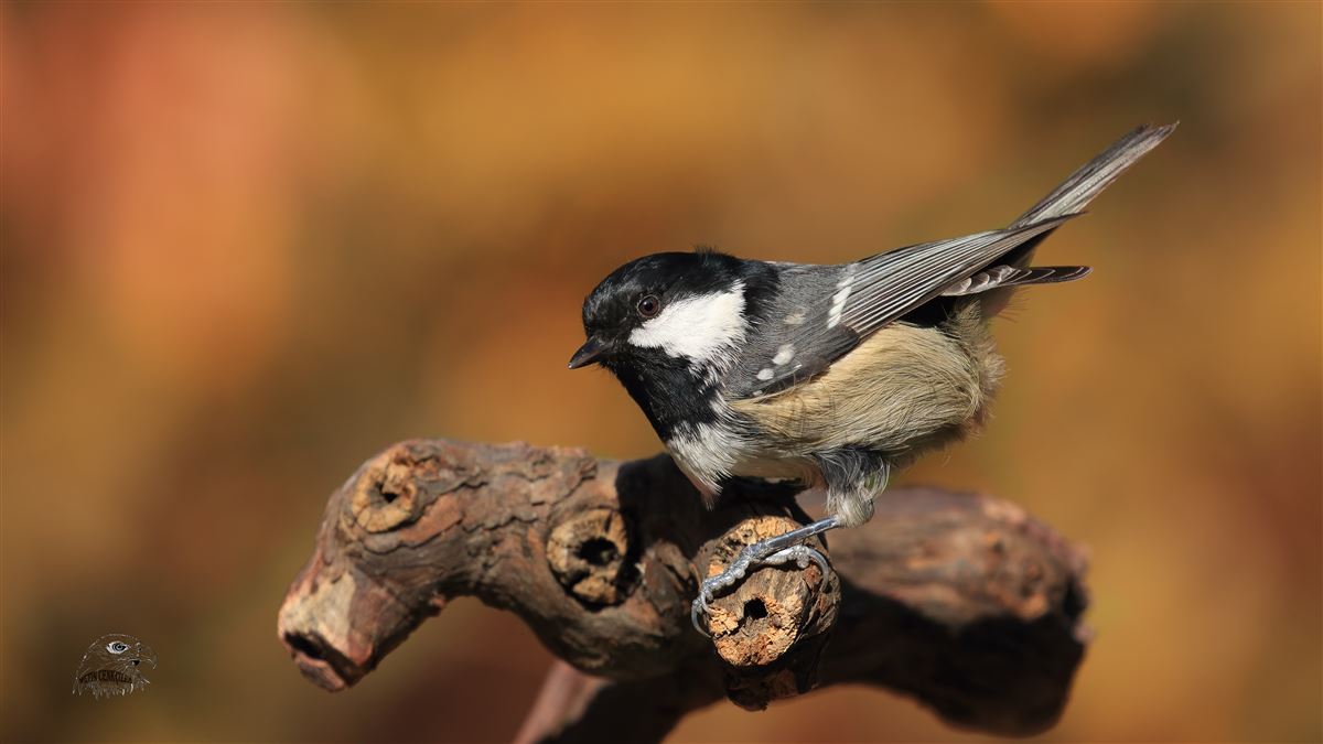 Coal Tit