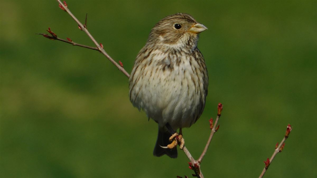 Corn Bunting