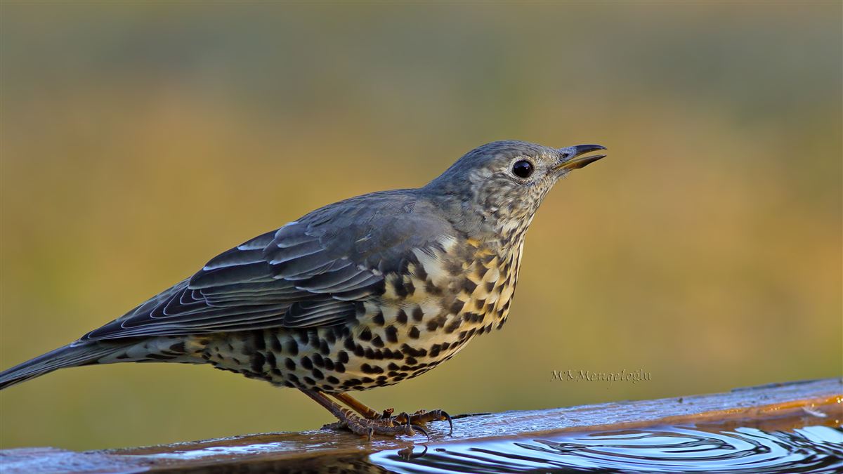 Mistle Thrush