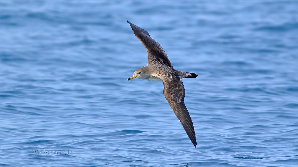 Scopoli`s Shearwater
