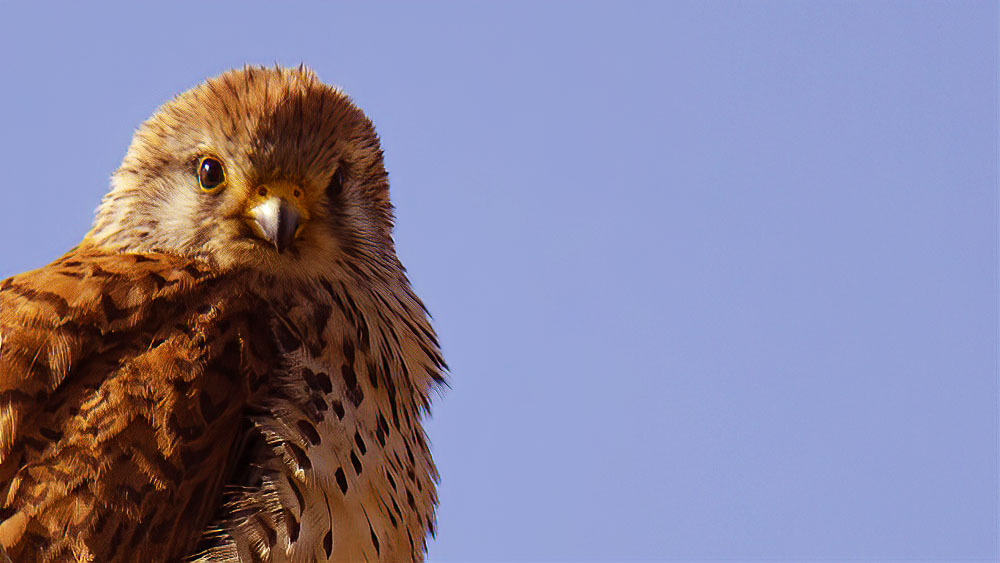Lesser Kestrel