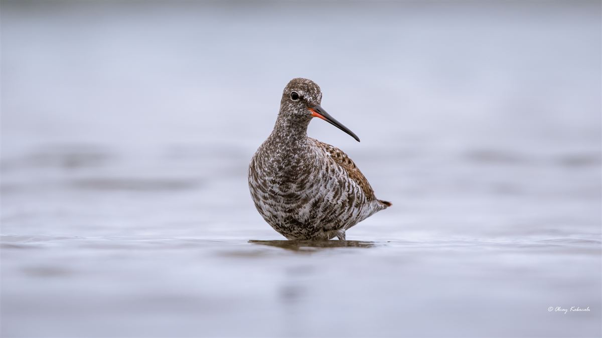 Spotted Redshank