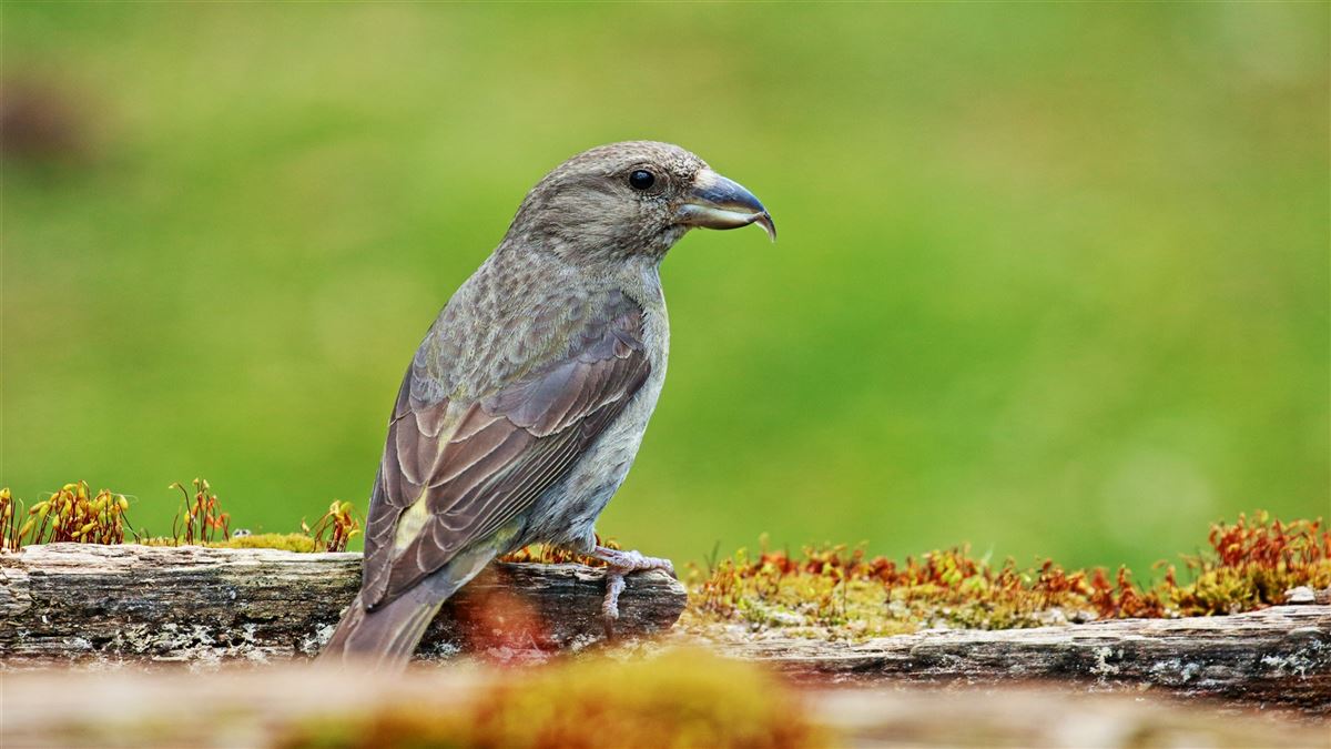Red Crossbill