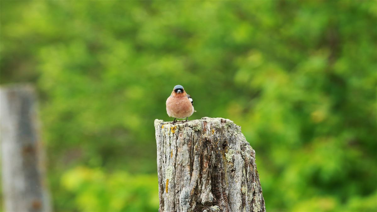 Eurasian Chaffinch