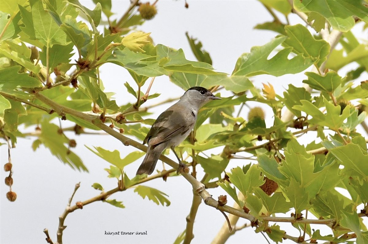 Eurasian Blackcap